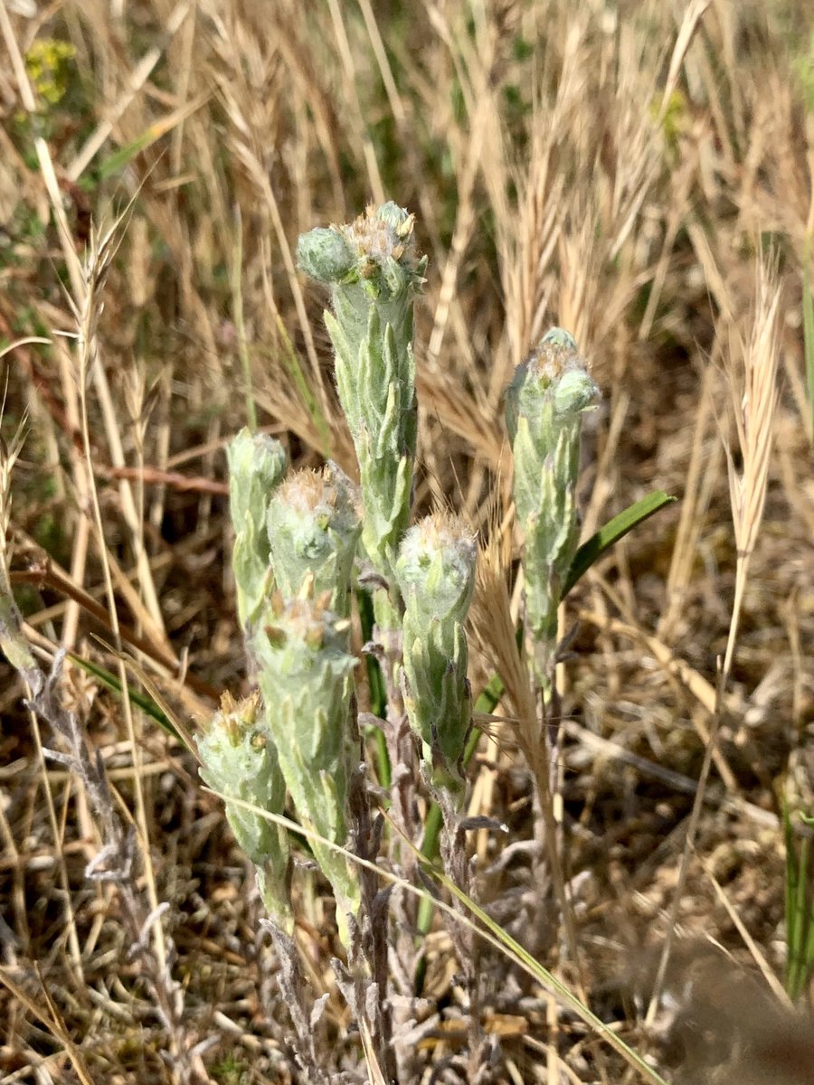 Here are some Common Cudweed characters. (Filago vulgaris) #daisyfamily #wildflowerhour ⁦@BSBIbotany⁩