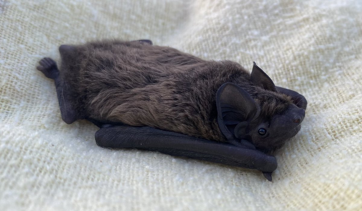 Such a gorgeous species of #bat 🦇. Always a joy caring for one &amp; hopefully he will be released soon #leislers #batcare #wildlife
