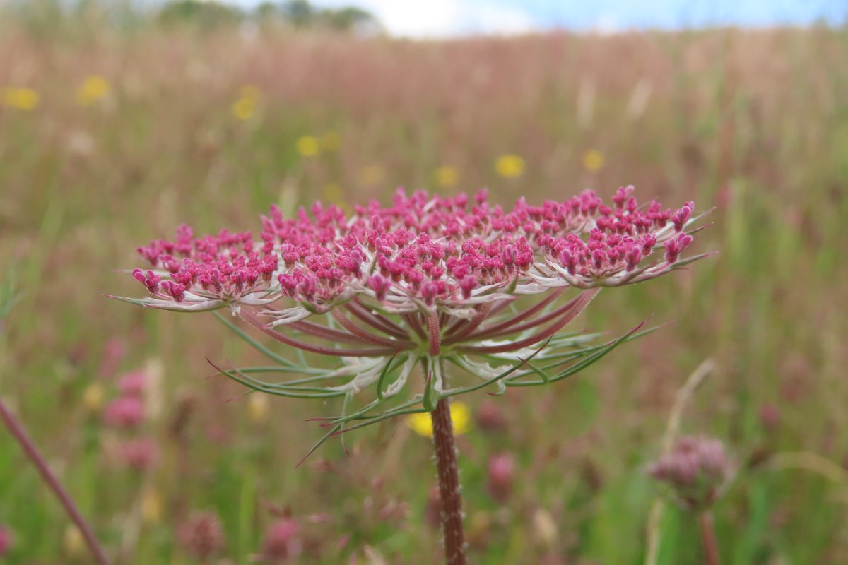 Wild carrot. #wildflowerhour