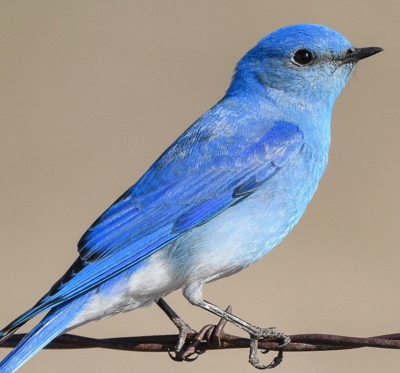 Bluebird. Twitter. Tweet.