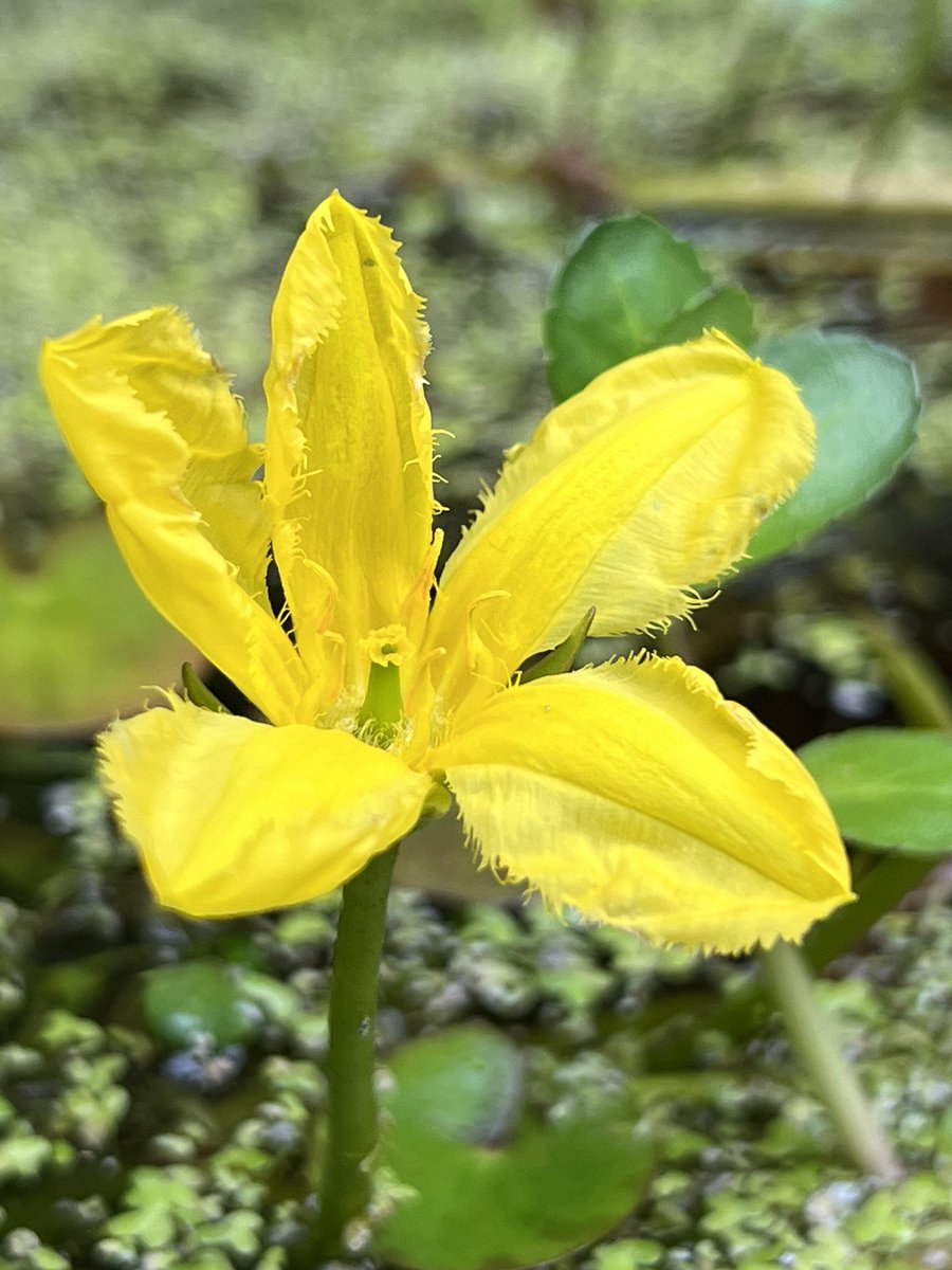A fringed water lily for #wildflowerhour. Not a lily at all, it seems, but a member of the bogbean family. As well as distinctive, jagged-edged petals, it has rather unusual, long, angled anthers. Each flower lasts only about 24 hours #pond #cotswolds <a href="/wildflower_hour/">wildflowerhour</a>