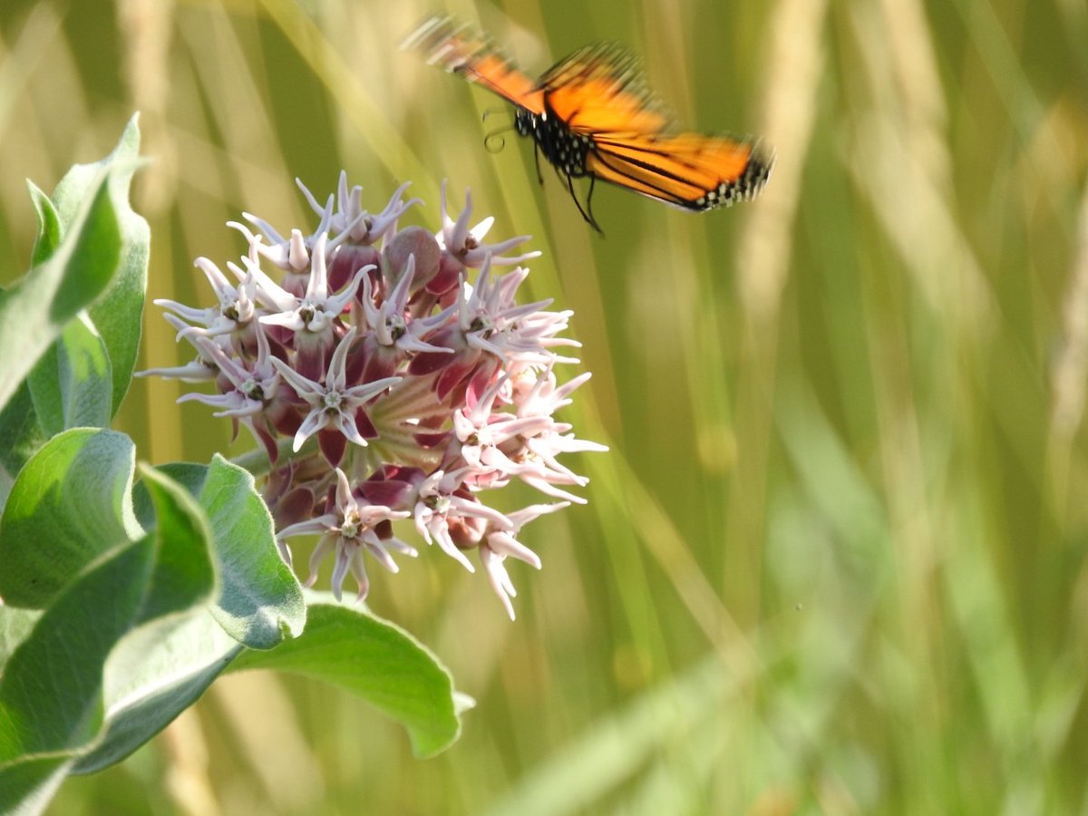 javaman35's tweet photo. Monarch butterflies in Kamloops. #Kamloops #MonarchButterflies https://t.co/Svk1bWXXj5