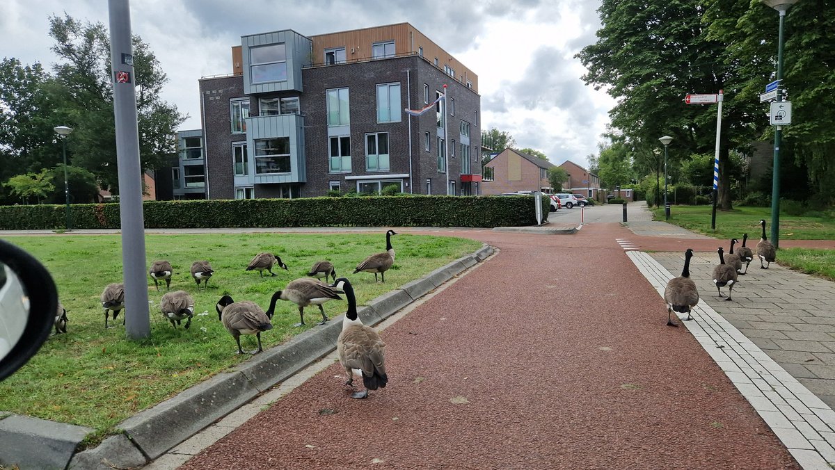 Intussen, in Soest:
Wel dertig Canadese ganzen die keurig via het zebrapad oversteken terwijl het verkeer netjes op ze wacht...

#CanadeseGans #Exoot #ingeburgerd #VeiligVerkeerNederland