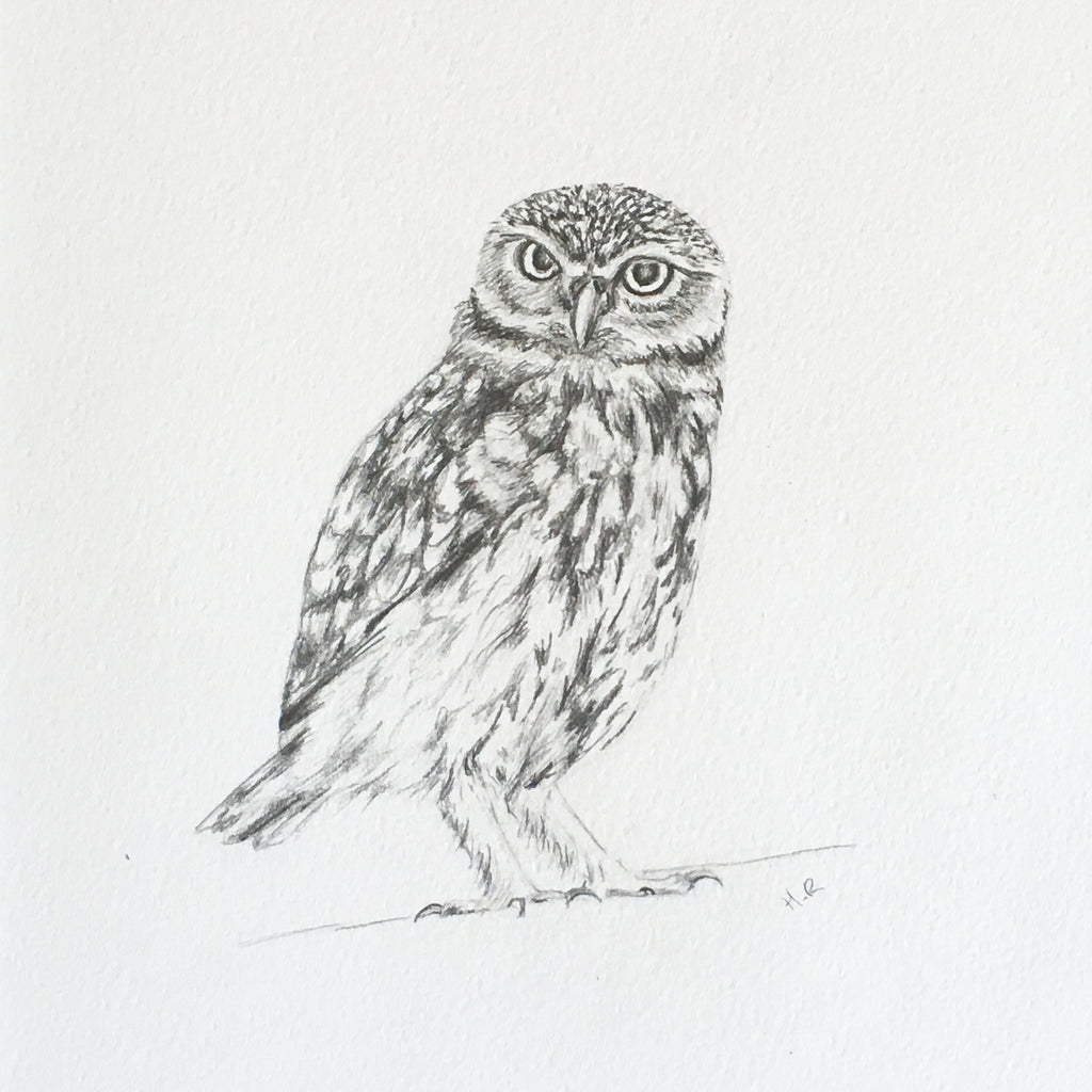 macdaddy590's tweet photo. #Owl #Sketch https://t.co/9EbGAcLZ0J