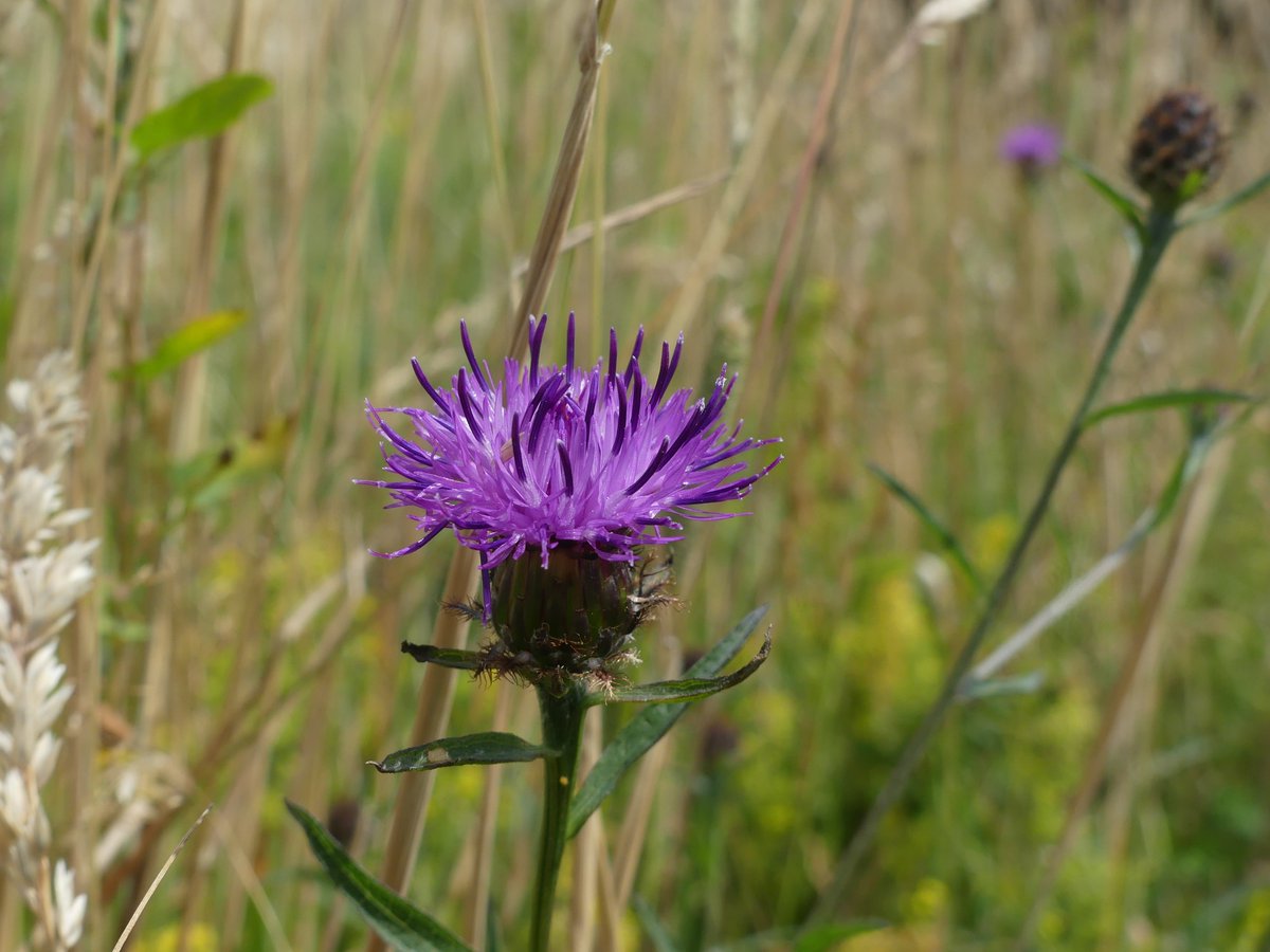 Greater and Common Knapweed on the South Downs near Hope Gap #DaisyFamily #Wildflowerhour
