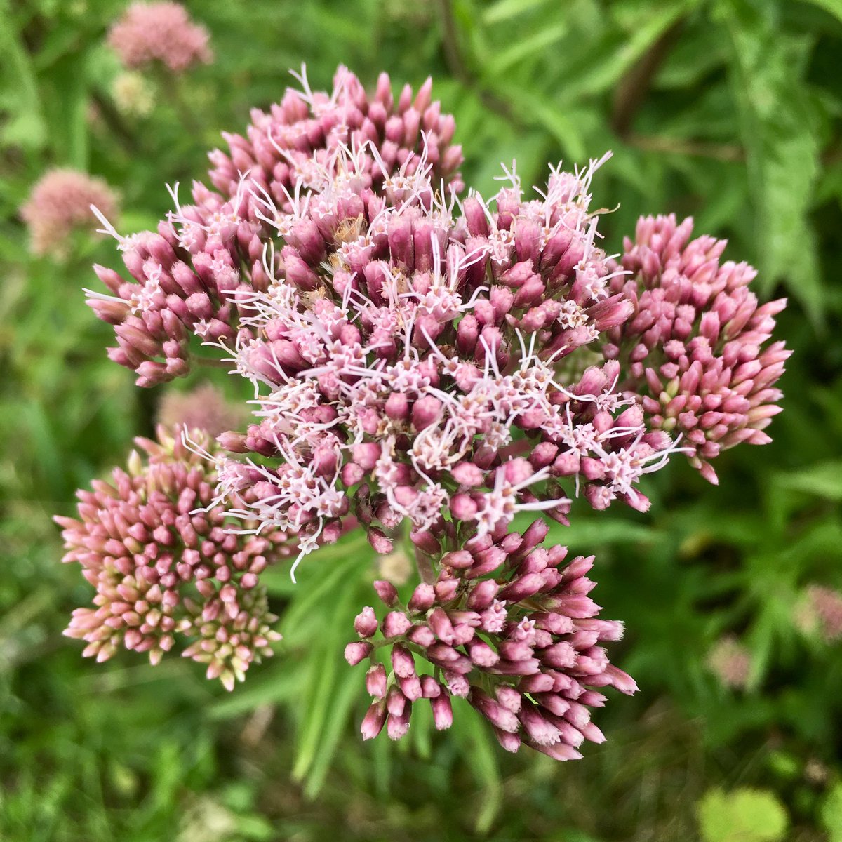 botany_beck's tweet photo. One of my (many) favourites for this week’s #DaisyChallenge, Hemp Agrimony, Eupatorium cannabinum. It’s flowers the colour of crushed strawberries, gorgeous! 😍
#WildflowerHour https://t.co/1ttfWAM8oE