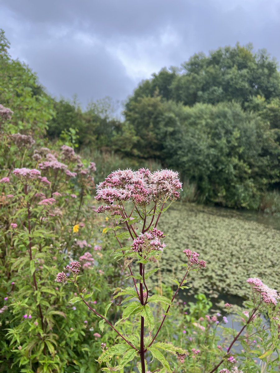 botany_beck's tweet photo. One of my (many) favourites for this week’s #DaisyChallenge, Hemp Agrimony, Eupatorium cannabinum. It’s flowers the colour of crushed strawberries, gorgeous! 😍
#WildflowerHour https://t.co/1ttfWAM8oE