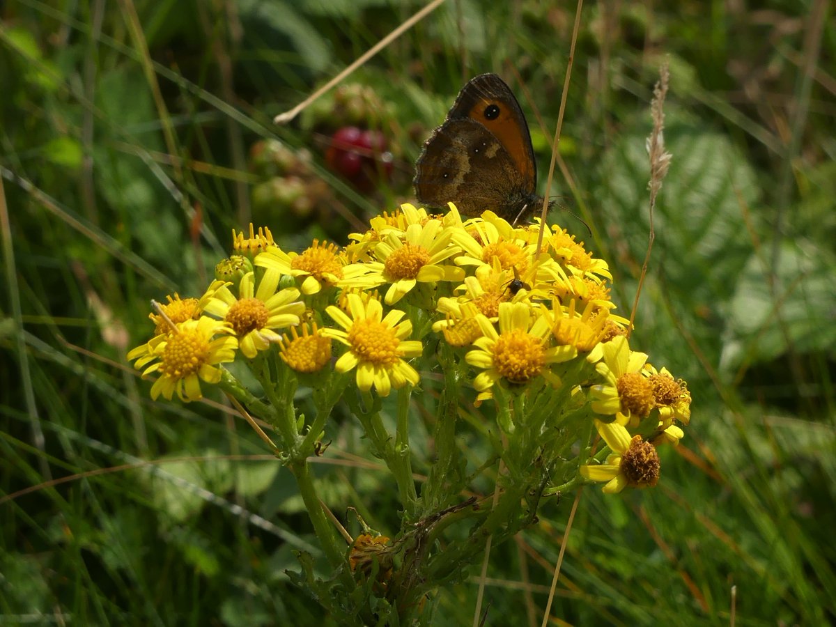 Common Ragwort on the South Downs for the #DaisyFamily challenge #wildflowerho