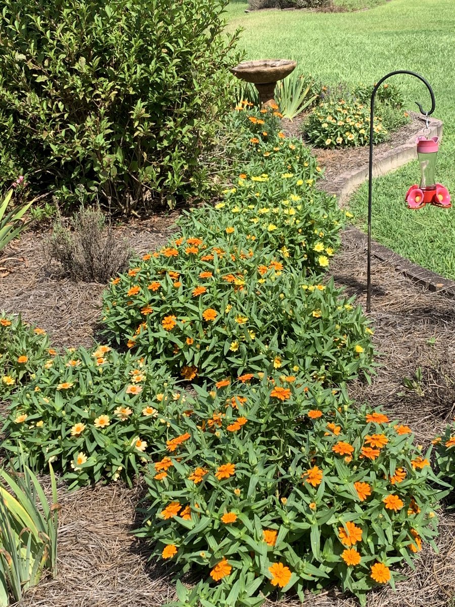 cindybryanedit's tweet photo. Summer! It’s been a hot one, but zinnias &amp; Felicia make it easier to enjoy. https://t.co/taP7Qi0R5k