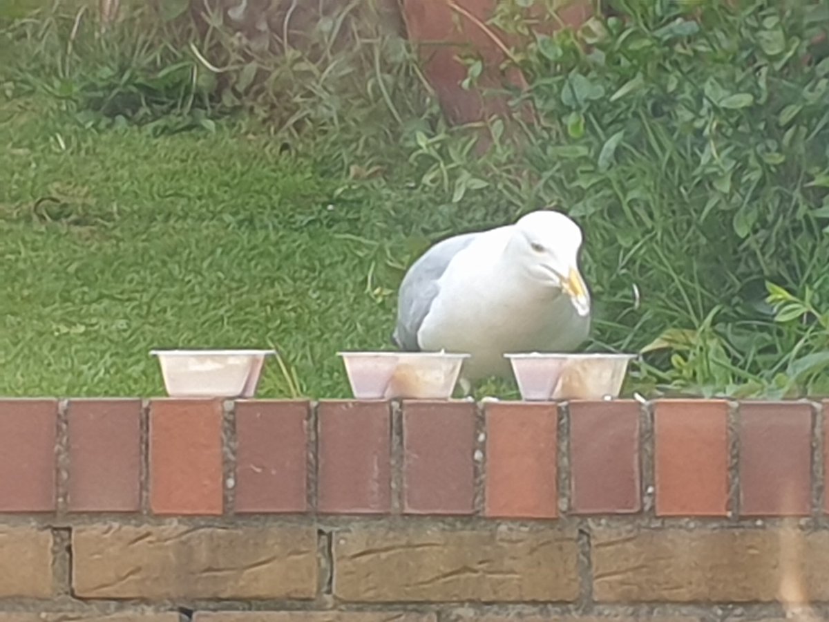 SonyaMorris's tweet photo. @JaneFallon Our resident seagull (been living in our garden 4 years now) likes yoghurt. He has a fireplace full of water for a bath/paddle/drink and taps our door when he wants food. The only seagull he will let in our garden is his other half! https://t.co/OHdE4z35nX