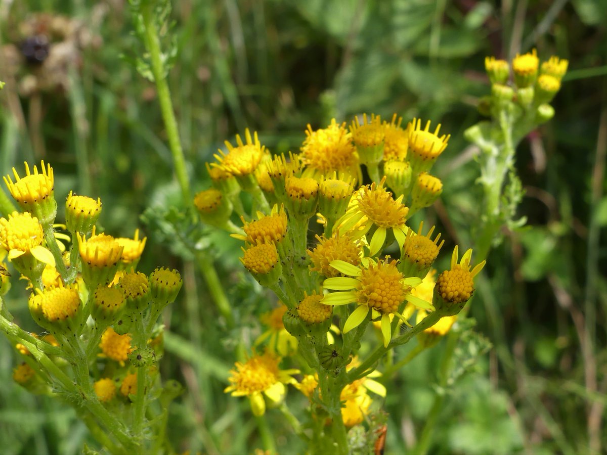 I need some #wildflowerID help with this one. It's a Senecio but many of the flowers are lacking ray florets. South Downs near Seaford.