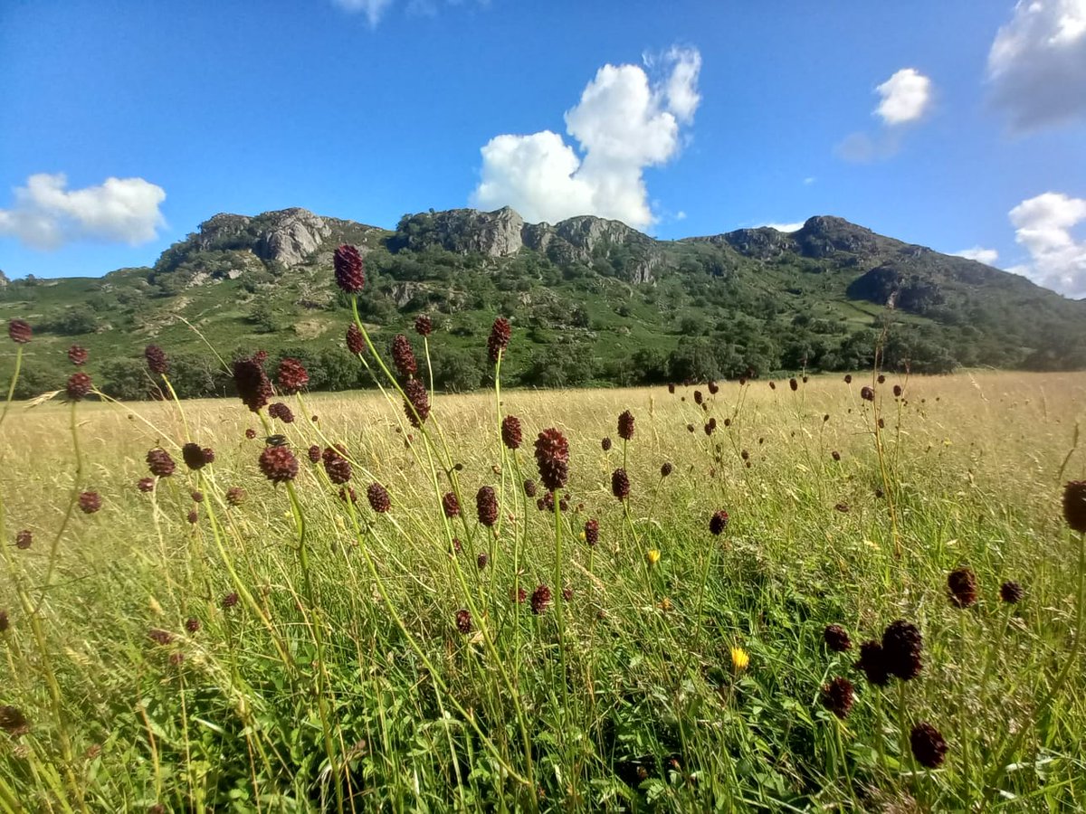 Treebeard_793's tweet photo. Loads of Great Burnet at @WildHaweswater #Swindale Meadows. This site continues to go from strength to strength. #nature recovery in action ๐. The meadows are now ready for cutting but dry weather is needed (could be a while coming). https://t.co/8uNt5nUGW1
