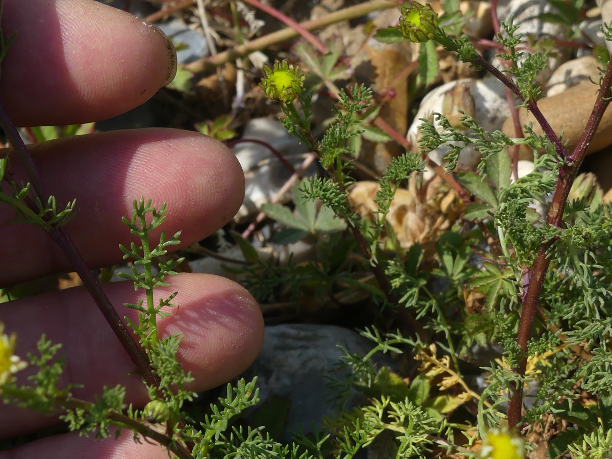 I'm assuming this is Sea Mayweed, given the location - on the beach at Cuckmere Haven, East Sussex #wildflowerhour #daisyfamily