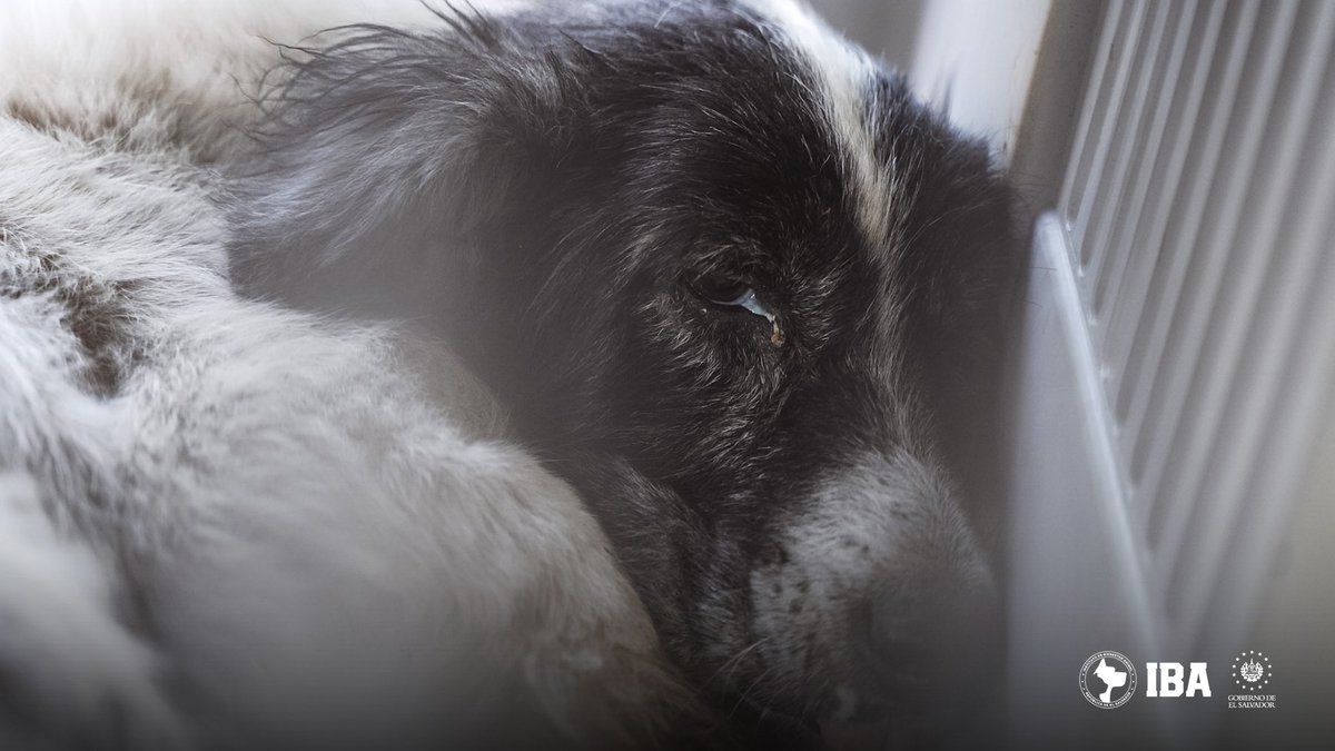 ibaelsalvador's tweet photo. ASISTENCIA | Por indicación de nuestro presidente, @GABEHASH . Llegamos a Cuscatancingo para atender el caso de Payaso, un perrito comunitario de avanzada edad con lesiones en la piel y en mal estado de salud. Lo trasladamos a @chivopets donde está recibiendo asistencia médica. https://t.co/SdCBjQIbdI
