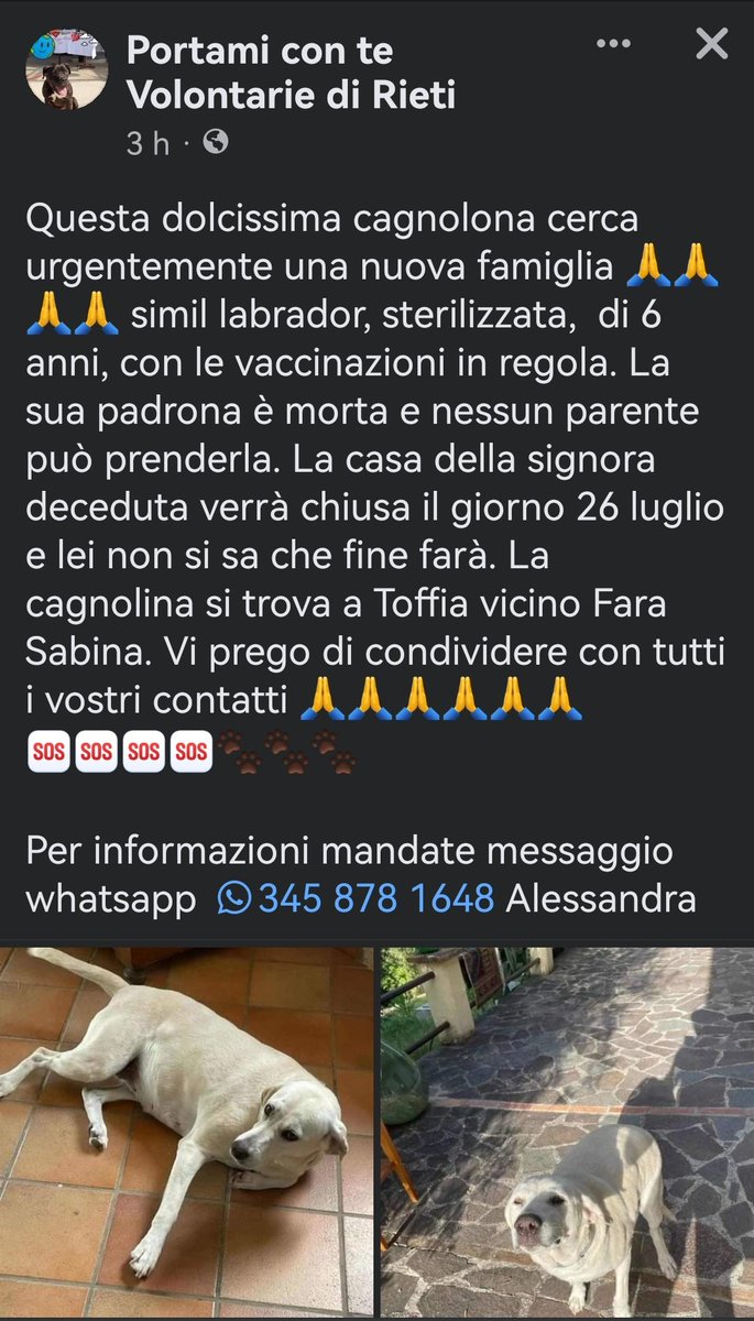 MonicaOrsini8's tweet photo. #Urgente per questa cagnolona simil #Labrador la padrona è morta e rischia il #canile. Si trova a #Toffia provincia di #Rieti #Lazio 🆘#SosCani #AdoptDontShop #adottanoncomprare #canicercacasa #adozionecani #adozionedelcuore #adottami Info e ☎️👇🏻 https://t.co/GsZDxuTJA2