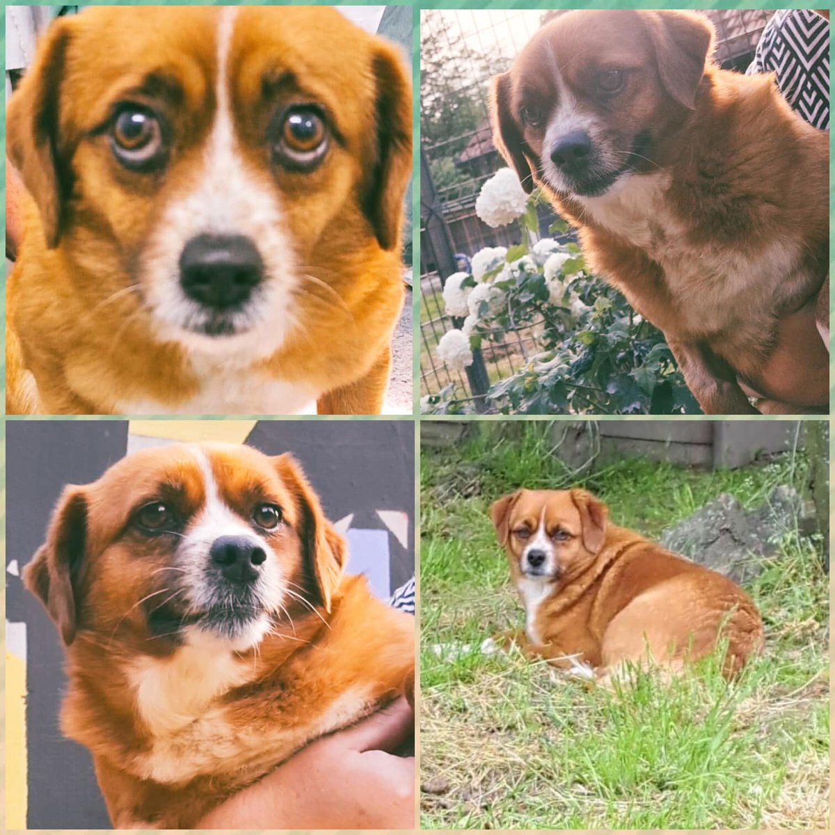 💗 Would you like to sponsor Anna?💗

1/4 month £11.50
1/2 month £23.00
Full month £46.00

If you can help Anna &amp; sponsor part or a full month, please email contact@dnvsaveanimals.com, or send a DM💌

Thank you❤️

#Rescuedogs #Mondaymorning #rescuedogs