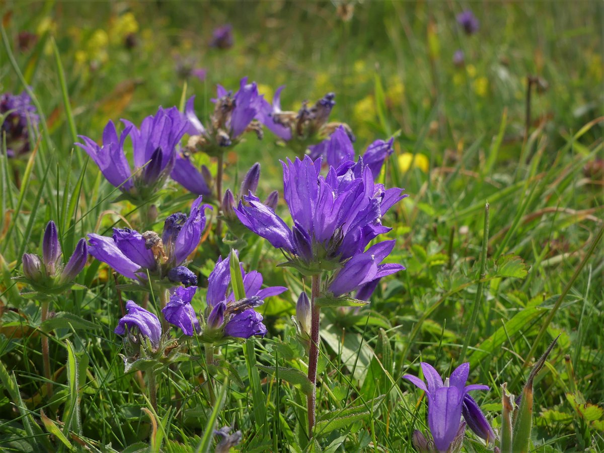 This was a new one for me this week - Clustered Bellflower on the South Downs near Seaford #wildflowerhour