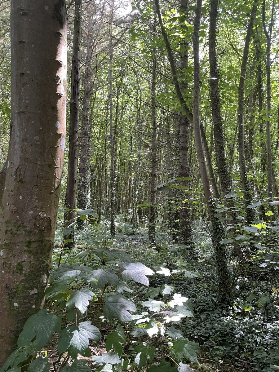 <a href="/DeborahMeaden/">Deborah Meaden 🇺🇦</a> And developers  have got planning permission to destroy the only woodland on holy island Anglesey  500  chalets holiday village with shops restaurants and a entertainment complex we are fighting to save the veteran woodland and all it’s flora and fauna  but no one wants to hear