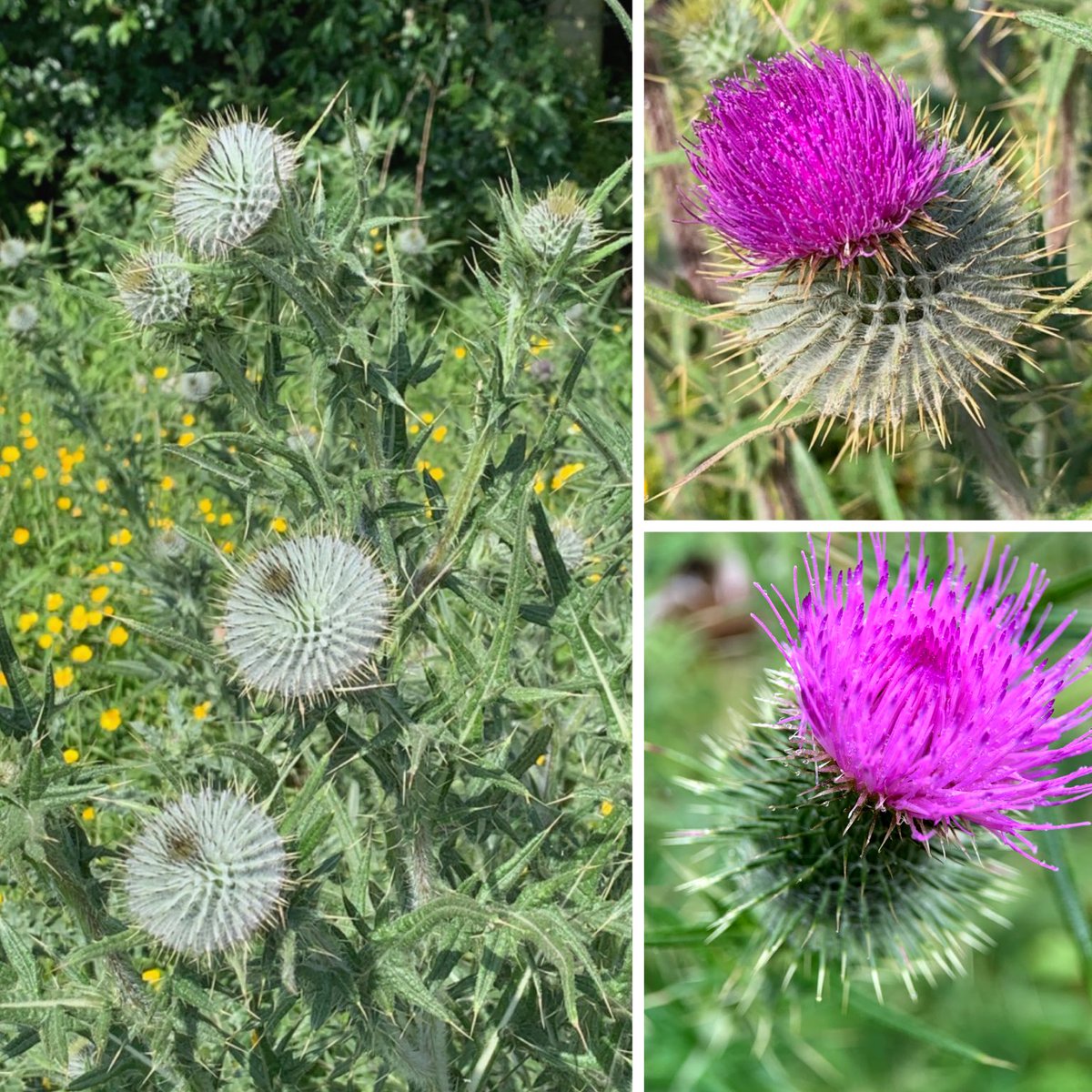 The very spiny Spear Thistle (Cirsium vulgare) #lancashire #daisyfamily #wildflowerhour ⁦@BSBIbotany⁩