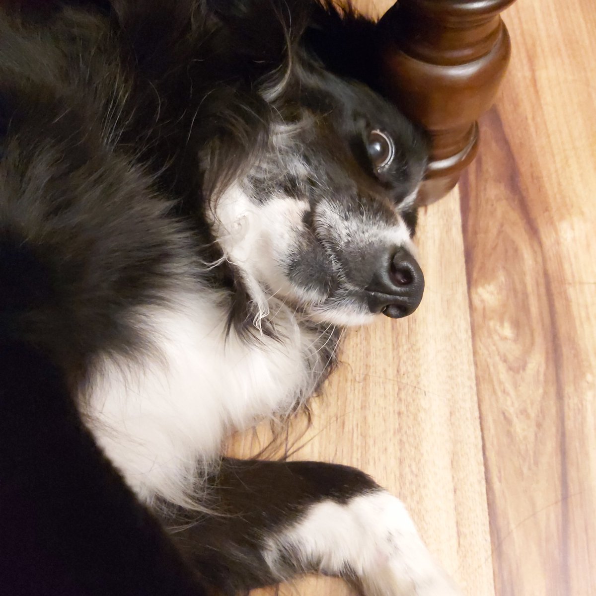 🌻|| paulina ||🌻 tweet media