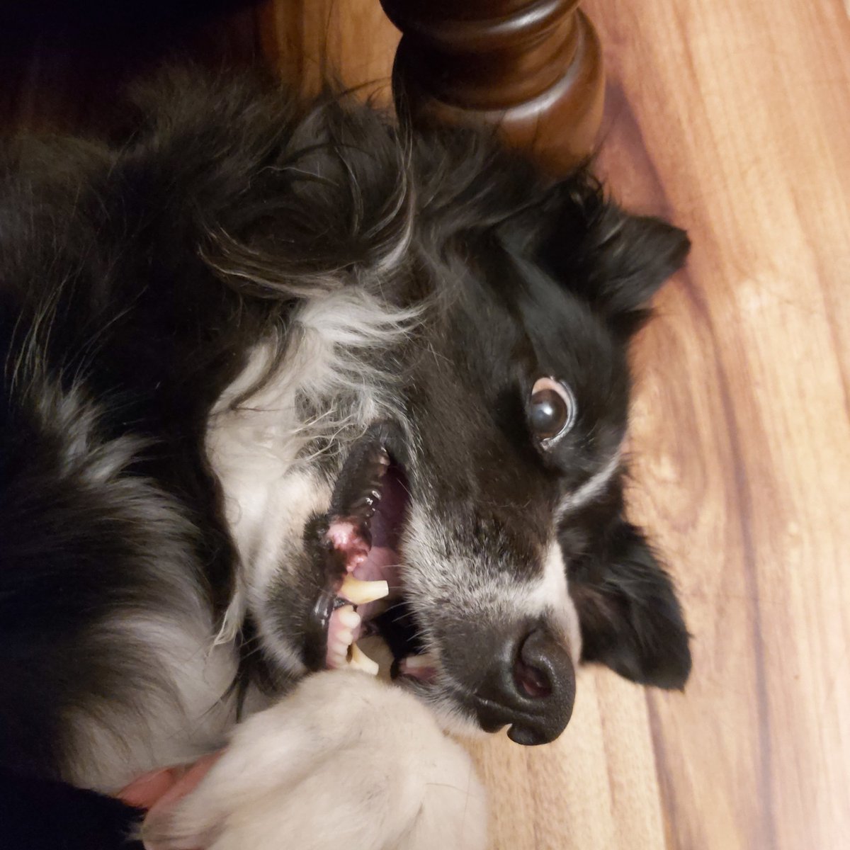 🌻|| paulina ||🌻 tweet media