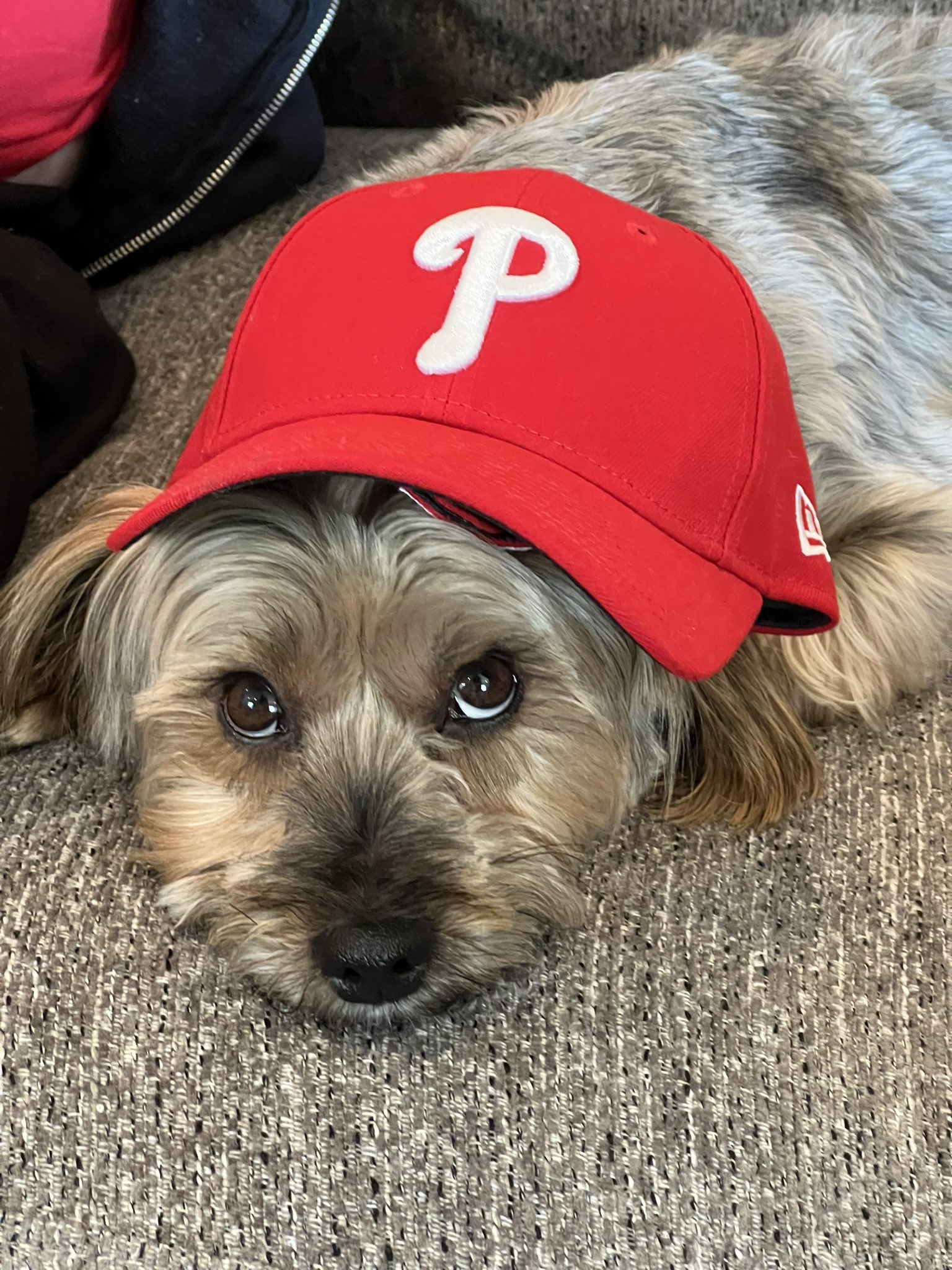 Is one raisin online bad for dogs