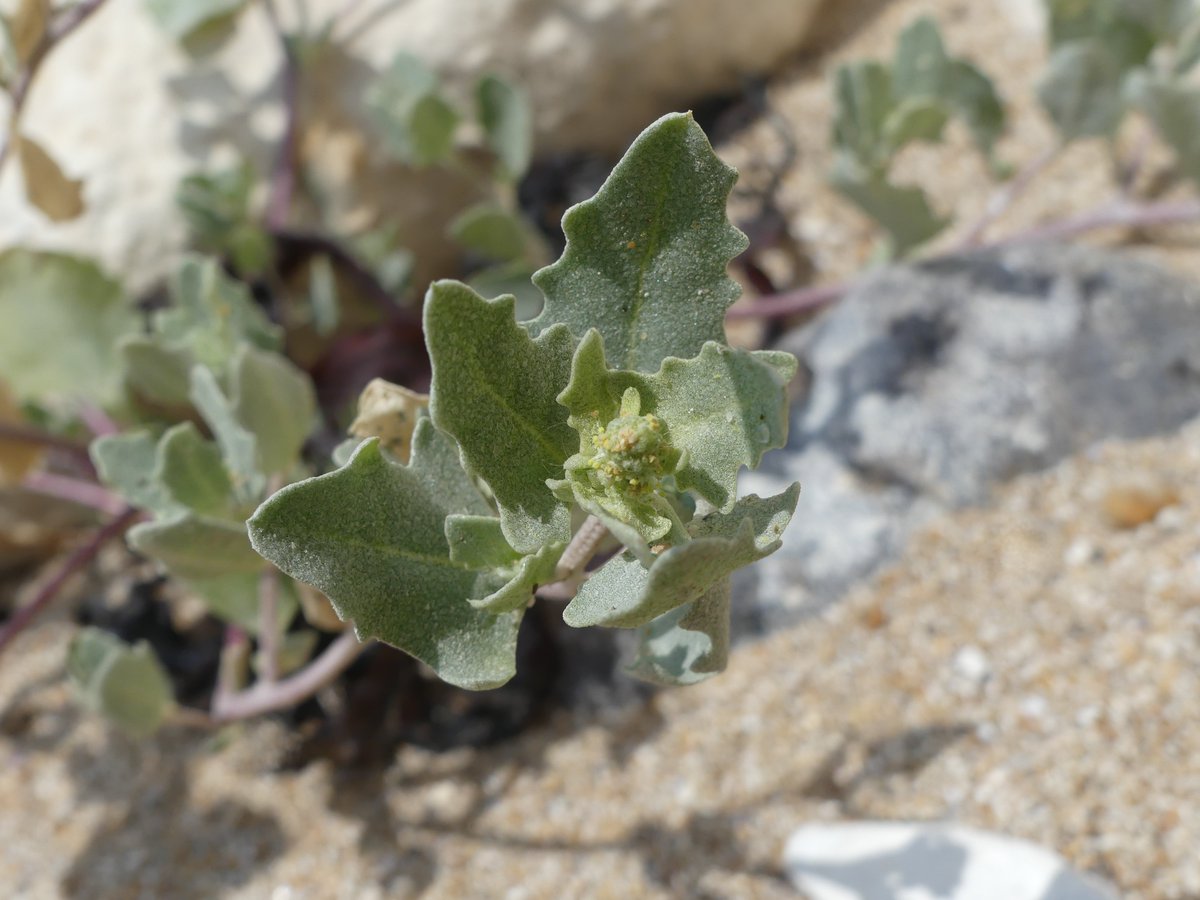 Here's another one I need #wildflowerID help with. Growing on the small area of sandy beach at Hope Gap, East Sussex. I wondered if it was Frosted Orache, which I've not knowingly seen, but the Flora of Sussex says its scarce, so maybe not??? #wildflowerhour