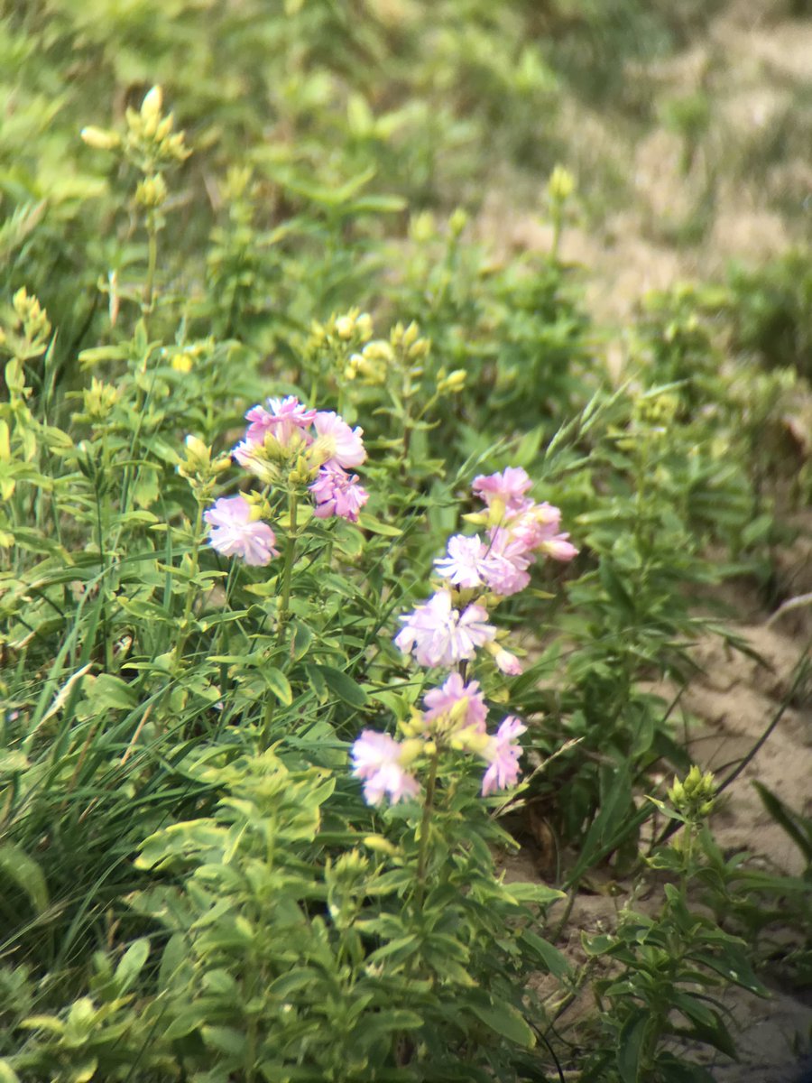 While we’re here, not sure on this one. #wildflowerhour possibly soapwort?