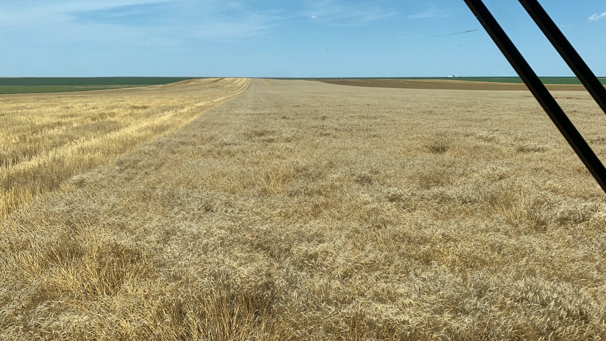 #2023wheatharvest.  Avery.   Not doing to bad for almost get sprayed out in may.  This field has Avery &amp; AP  Roadrunner.        No glyphosate treatment mr kennedy jr.