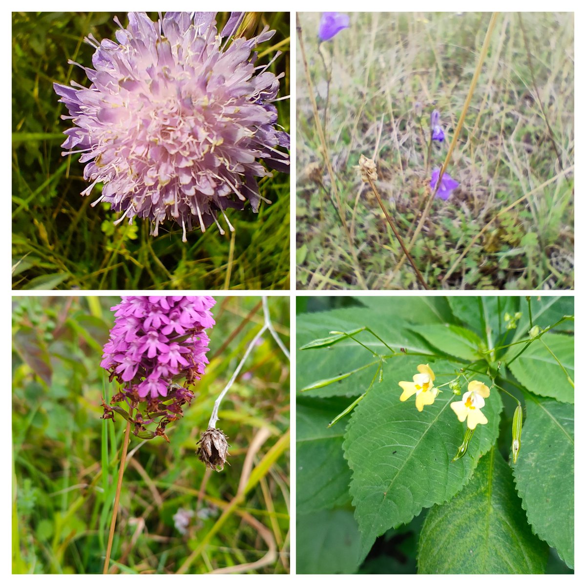 24ChrisA's tweet photo. Ragwort from the #DaisyFamily, along with scabious, harebell (tiny), small balsam, pyramid orchid, bryony, field bindweed, verbena officinalis and wild clematis, seen yesterday and today for #wildFlowerHour https://t.co/U1fNWxPcL4