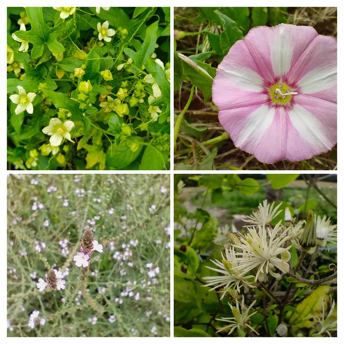 24ChrisA's tweet photo. Ragwort from the #DaisyFamily, along with scabious, harebell (tiny), small balsam, pyramid orchid, bryony, field bindweed, verbena officinalis and wild clematis, seen yesterday and today for #wildFlowerHour https://t.co/U1fNWxPcL4