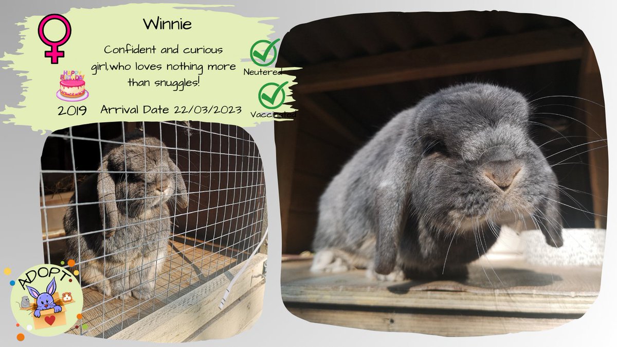 Winnie is searching for a home and husbun to call her own - find all her info and how to apply on our website - links in the bio!