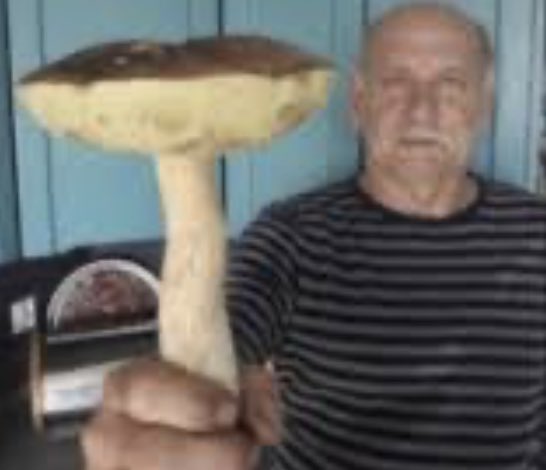 <a href="/PicturesFoIder/">non aesthetic things</a> Mushrooms