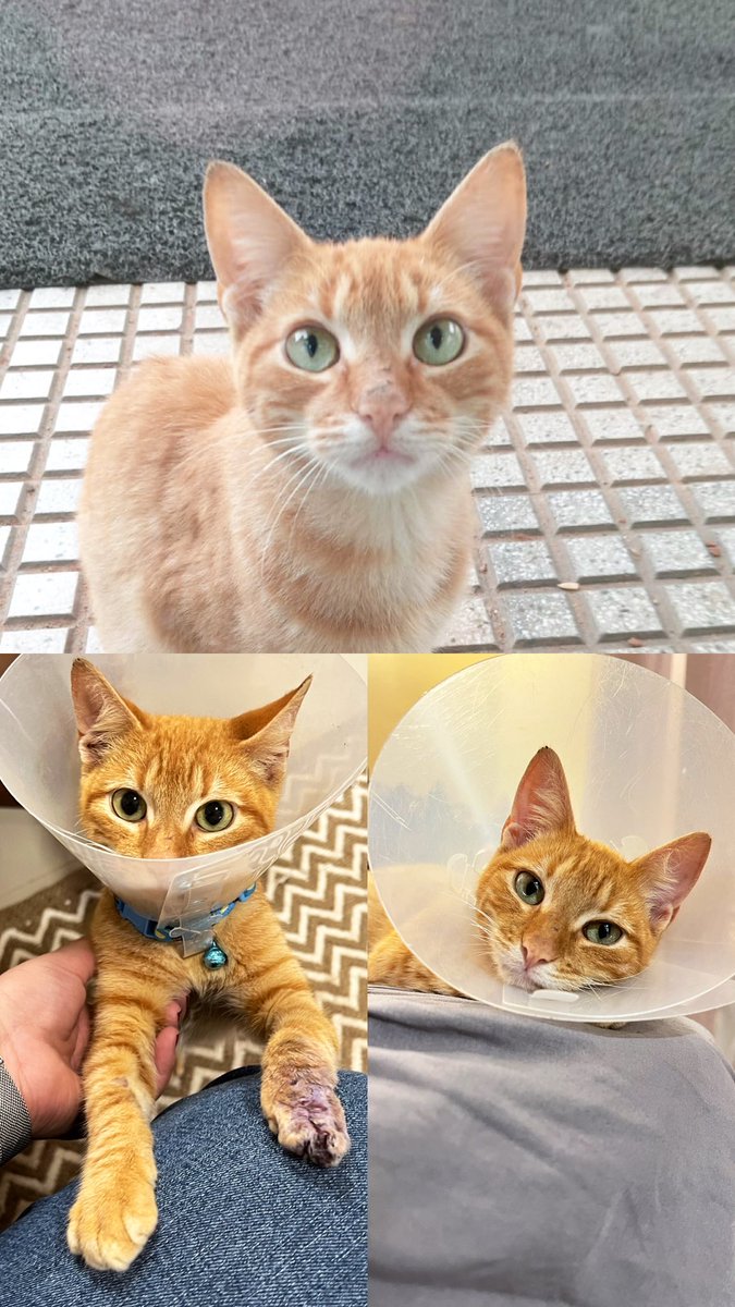 Hermoso michi de 7 meses aprox busca hogar 🥹🙏🏼❤️🐈