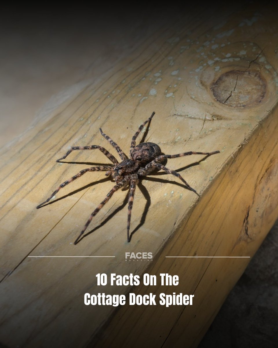 facesottawa's tweet photo. Ontario is no stranger to dock spiders who, despite their name, are found all over cottage country and not just on docks. Here's 10 facts on the largest native spider species in Canada:

1.  Females can grow to be more than 3.5 inches in length.

2. Although they can also be found on cabins, sheds and outhouses, dock spiders are typically found on docks because it’s their best hunting ground.

3. The ones you find on docks are usually female.

4. Dock spiders use venom to paralyze their prey. They are rarely aggressive towards humans, and a bite is not dangerous unless you are allergic.

5. Dock spiders are very fast swimmers. Given their water resistant legs which are covered with a wax-like film, they can walk on water, and they can jump vertically on water to avoid predators.

6. One egg can hold up to 1,000 babies.

7. Dock spiders don’t make webs to catch their prey. They actually stalk out their prey and that’s when they insert the venom.

8. They do, however, spin webs to protect their babies. Avoid these at all costs if you want to sleep at night.

9. Dock spiders typically feed on tadpoles, minnows and other small fish.

10. Dock spiders can survive being submerged in water for up to 30 minutes. Not bad for an arachnid!