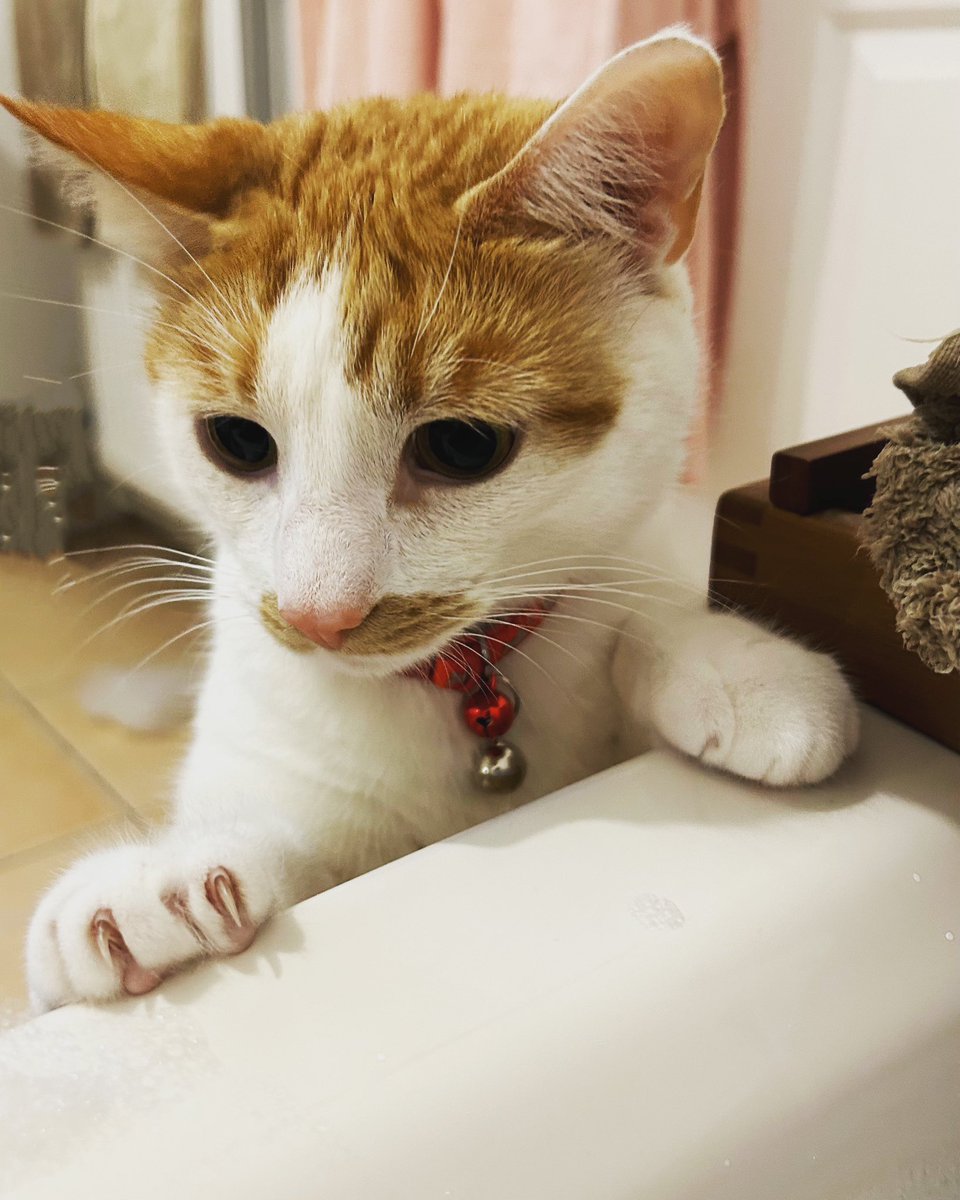 bagpuss2's tweet image. Bertie, bubble watching. ❤️ #bathtime #bubblebaths