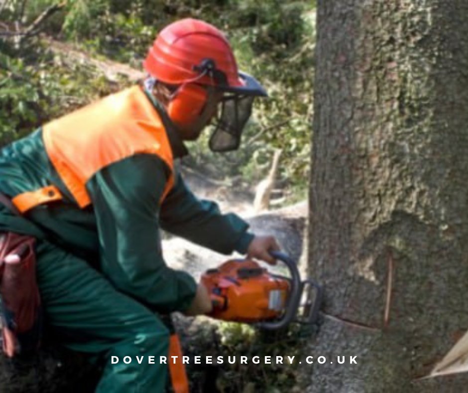Bringing life back to your trees! Our skilled tree surgeons are here to care for your green companions with precision and expertise. Trust our service to breathe new life into your surroundings! Call Dover Tree Surgery now!

#treefelling #treecutting #treesurgeons