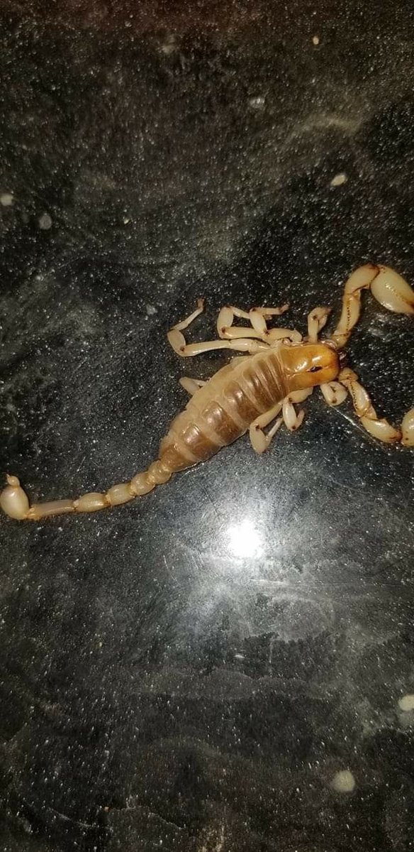 scorpionfight_'s tweet photo. 🦂🦂🦂

Tomorrow🔔

$MARBLE #MARBLE https://t.co/GYhmzJWzkH
