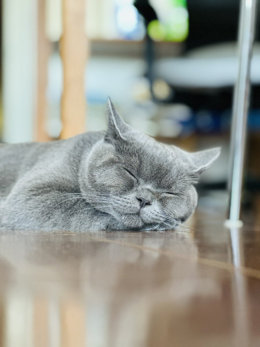 tentative_neko's tweet photo. ずっと夏休みだったらいいのにニャ〜☀🍉🥽
Wish summer holiday continued forever…
#ブリティッシュショートヘア #ブリティッシュショートヘアー #britishshorthair #bsh #ブリショー #ブリショ #猫 #ねこ #cat #meow #昼寝 #nap #寝顔 #sleepingface #夏 #summer #日本の夏 #japanesesummer https://t.co/nd0xSFWmwn