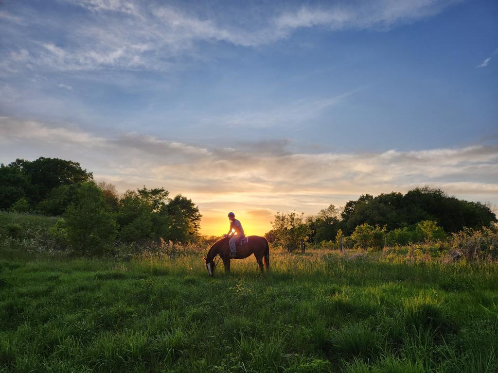 #Midwest #lovehorses #horses #sunset