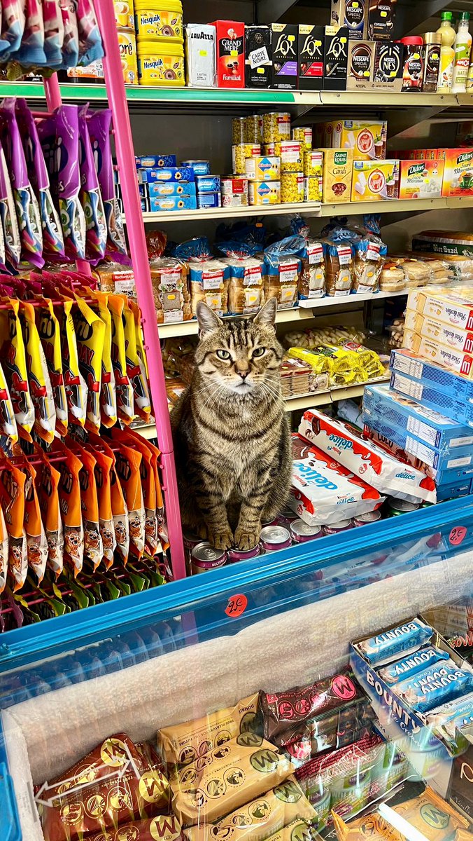 Bodegacats_'s tweet photo. https://t.co/wAbqBo2agr