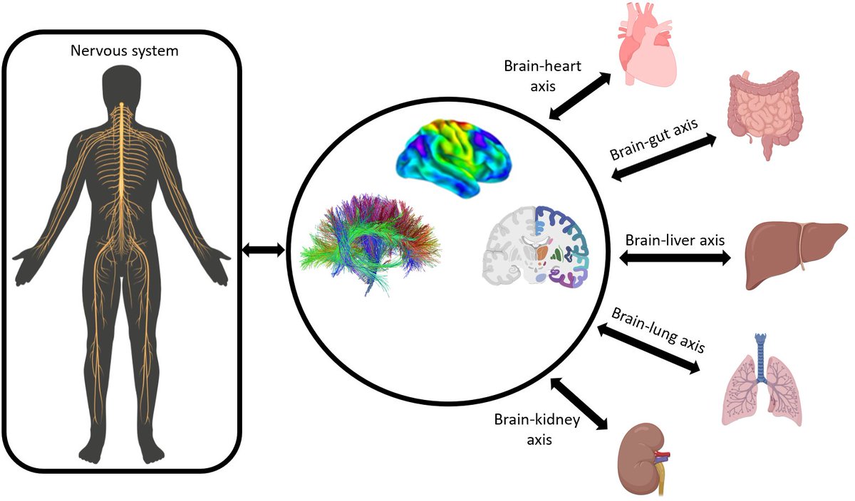 AndrewZalesky's tweet image. #OHBM23 BRAIN-BODY connections @OHBM

Join @yetianmed &amp;amp; a fantastic lineup of speakers at 8am tomorrow (Monday) in Room 210A-F
 
Connecting the brain with the body in neuroimaging research

brain-heart, brain-gut + much more
@AGuptaCNS @yetianmed Jaume Banus, Molly Bright