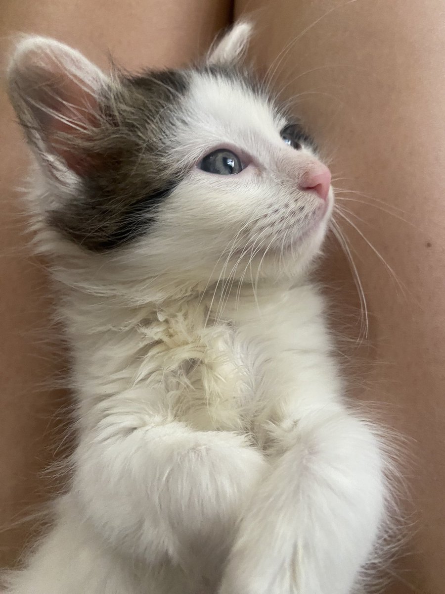 #booktok look at my sisters new kitten! His name is Moo! 🐮💙