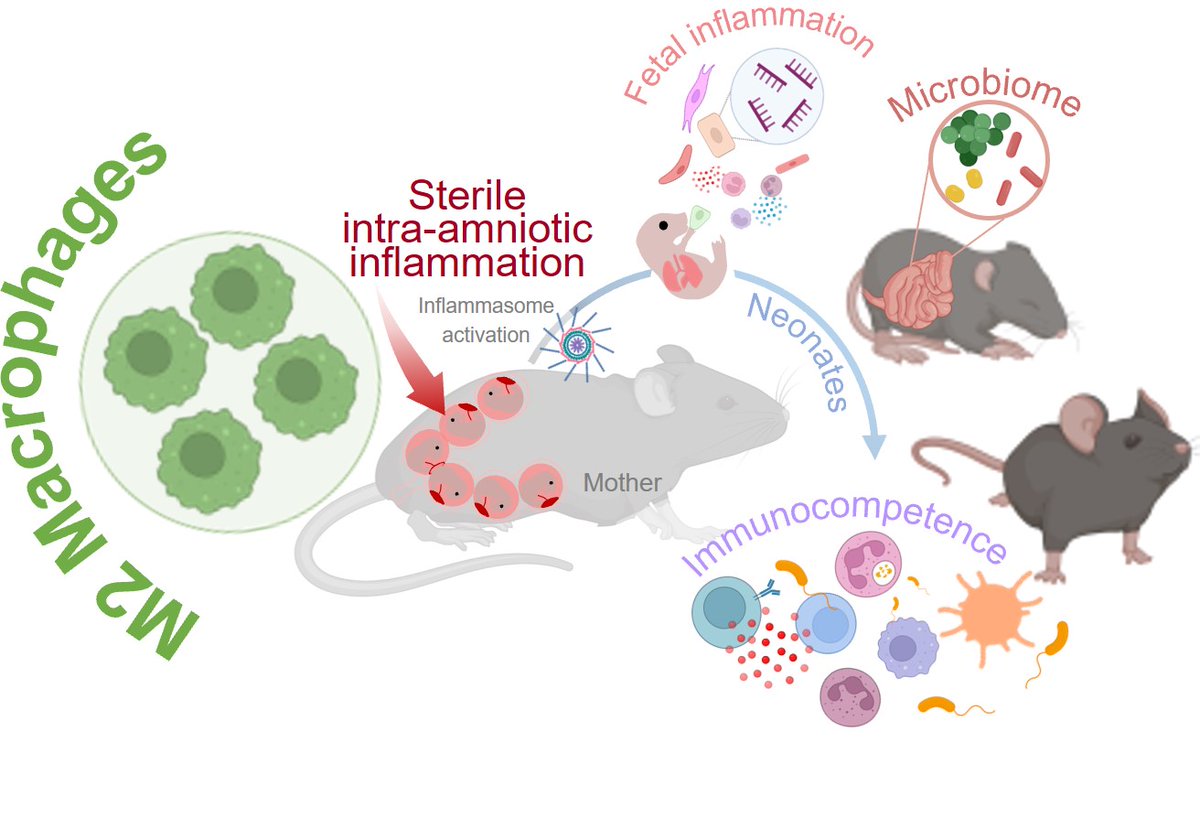 valeriaqbp's tweet photo. Tackling preterm birth with immune cells? Yes, M2 macrophages are the solution! Learn how these remarkable cells combat sterile inflammation to prevent preterm birth and bolster neonatal immunity. https://t.co/uFzEU0fpFa @nardhygomez’s lab #NGLlab @waynemedicine @NICHD_NIH https://t.co/LHuC4gKVlC
