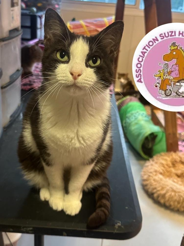 Bonjour je m’appelle CANDY..Je suis au refuge depuis quelque temps..Je devenais certainement trop encombrante.On m’a déposée,sans laissé de message devant le portail de Suzi..avec mes bébés..Depuis,nous y sommes tous restés..😘#StopAbandon #animaux <a href="/collectif_bois/">Association chats du bois de Vincennes et alentour</a> <a href="/EthicsAnimals/">🐾 Ethics For Animals 🐾</a>