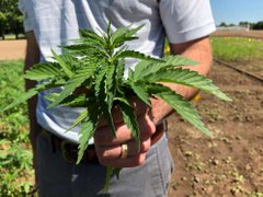 THEMMEXCHANGE's tweet photo. Colorado farmers say hemp not the cash crop they had hoped

https://t.co/mznc60Ylw4 #MME #Hemp #Colorado https://t.co/WIzBQDVD7C