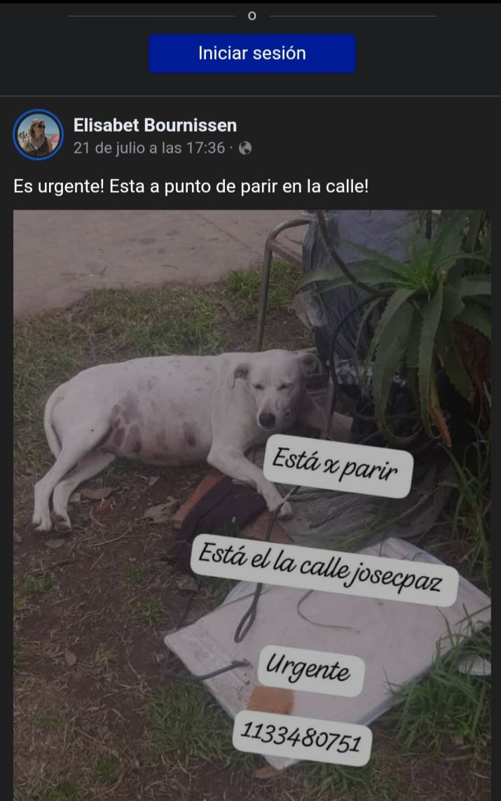 RaquelMait's tweet photo. URGENTE JOSÉ C. PAZ PERRITA A PUNTO DE PARIR EN LA CALLE. AYUDA X FAVOR. PARA MAS DATOS LLAMAR SL TEL DE LA PUBLICACION. https://t.co/BfyMOeQNFu
