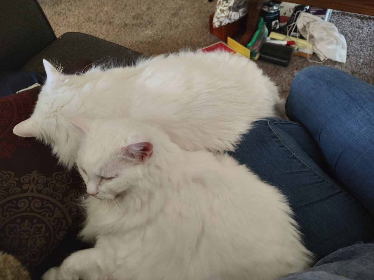 birdfeathers6's tweet photo. 10 years old today! Happy #gotchaday lovely ones. #cats #whitecats #whitecatsofinstagram #longhairedcats #funny #chonk #longhairedcatsofinstagram #sisters #sweet #cute #beautiful #love #minadarling #mileylove #fluff #fluffycats #floof #floofsofinstagram #slonk https://t.co/vXmynhohAK