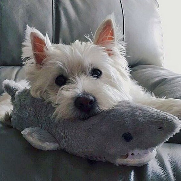 Havilah_V's tweet photo. #SharkWeek2023
#SharkWeek #HappySharkWeek #Shark #Sharks #SharkConservation #Jaws #ILoveSharks #ILoveSharkWeek #OceanLife #MarineLife #Dog #Dogs #DogsInCostumes #Westie #WestHighlandTerrier #ToyShark https://t.co/kzMrvcBGnH