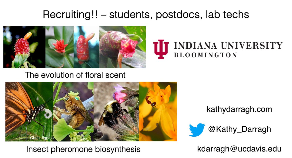 Kathy Darragh (@kathy_darragh) on Twitter photo Reach out if you’re at SMBE #SMBE2023 and interested in chatting about postgrad, postdoc or lab tech opportunities working on insect pheromones or floral scent evolution! Lab starting at <a href="/IUBloomington/">IU Bloomington</a> January 2024. Reach out if you’re at SMBE #SMBE2023 and interested in chatting about postgrad, postdoc or lab tech opportunities working on insect pheromones or floral scent evolution! Lab starting at <a href="/IUBloomington/">IU Bloomington</a> January 2024.